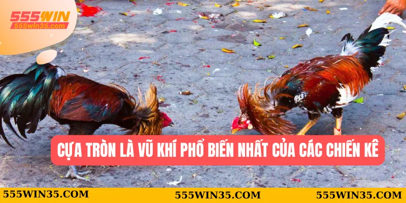 Cựa tròn là vũ khí phổ biến nhất của các chiến kê