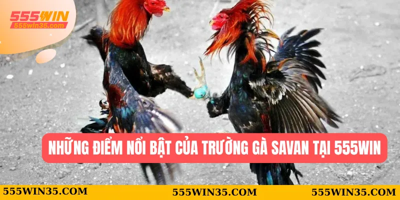 Những điểm nổi bật của trường gà Savan tại 555WIN