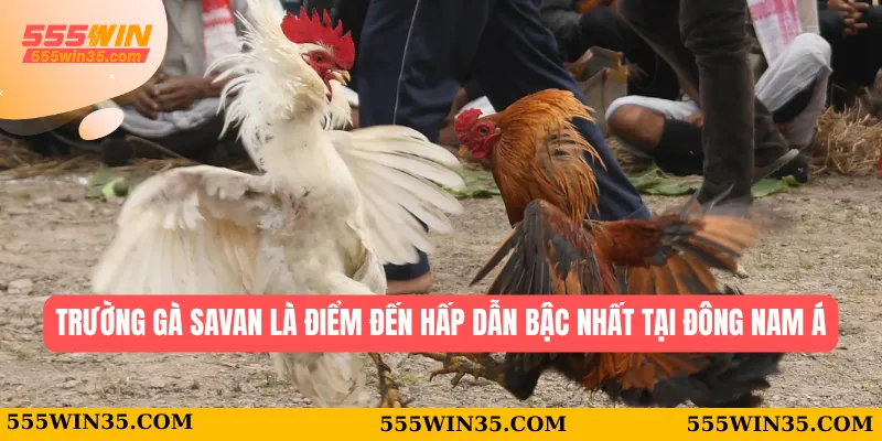 Trường gà savan là điểm đến hấp dẫn bậc nhất tại Đông Nam Á